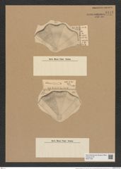 Aulacodiscus polygonus Grun. (de-Toni-Nr.: Genus 182, Species 4528) Zeichnungen Sammlung Grunow Nr. 8113 (NHMW-BOT-W0377459)